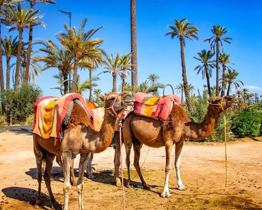 Camel Ride in the Marrakech Palm Grove